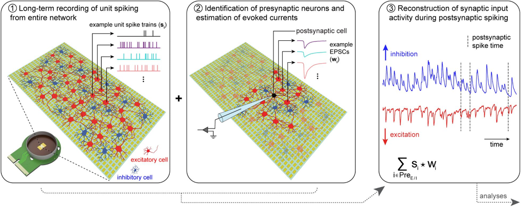 Key steps to reconstruct synaptic input activity of individual postsynaptic neurons.
