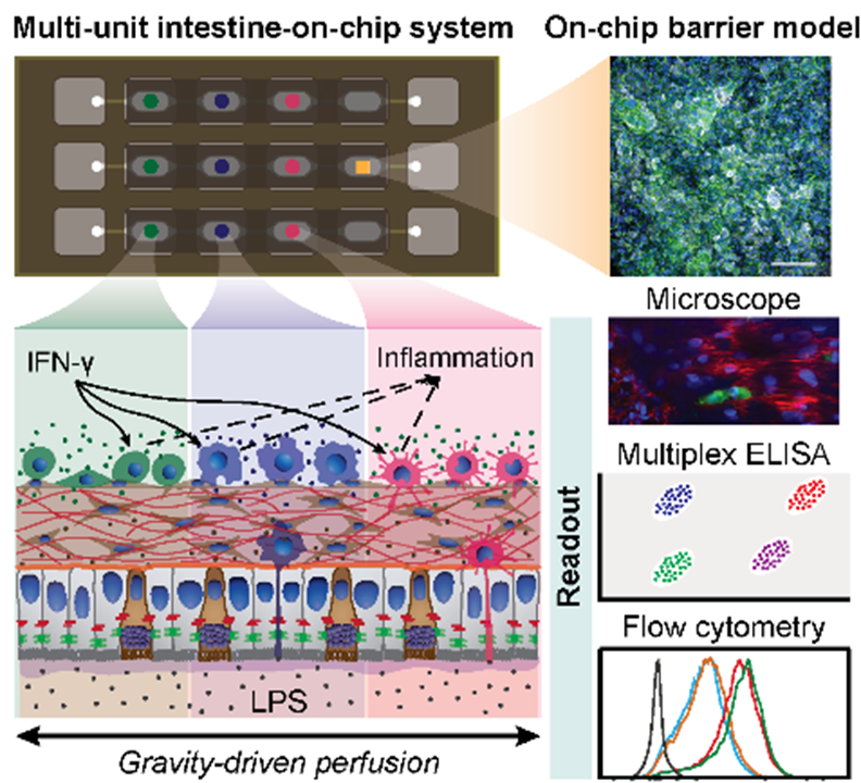 Multi-unit intestine on chip system