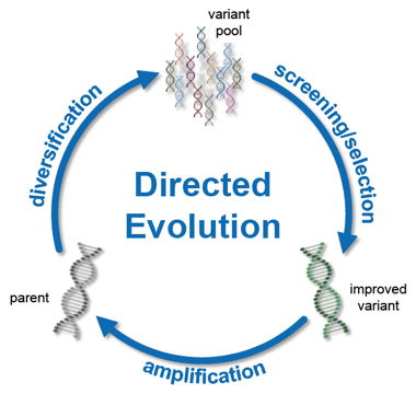 directed evolution
