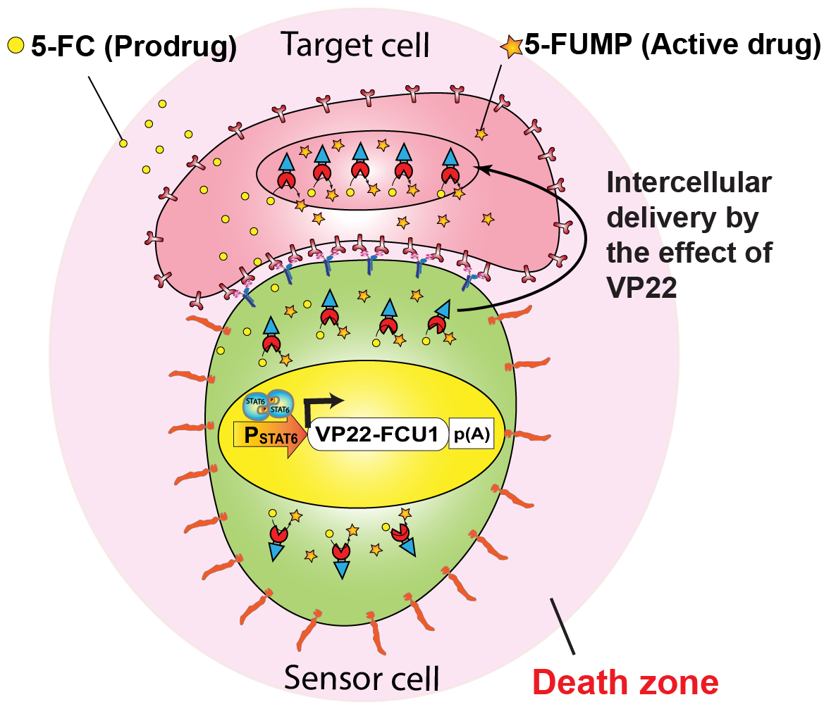 Enlarged view: Immunomimmetic Cells