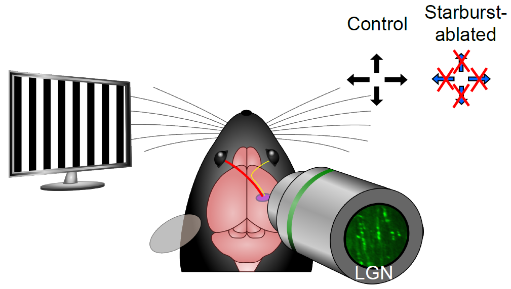 In vivo imaging of ganglion cell axon terminals in the lateral geniculate nucleus (LGN).b