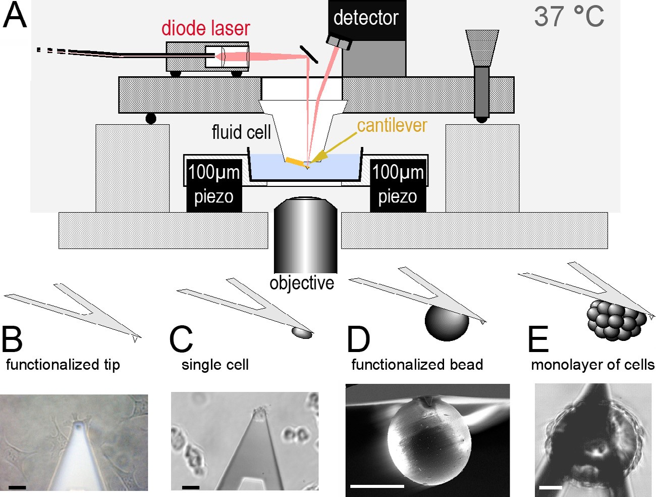 Experimental setup of AFM-based SCFS and of functionalized cantilevers. (A) To detect the deflection (force) of a functionalized cantilever (see B) a laser is reflected from the cantilever onto a position sensitive photodiode. To bring the cantilever probe into contact with a target cell or substrate, which is present on a cell culture dish, a piezoelectric scanner vertically moves the cell culture dish by at least 100 lm. The setup is mounted onto a light microscope (i.e., phase contrast, DIC, fluorescence, confocal microscope) to optically characterize the cell. The entire setup is preferably placed into a temperature controlled (37 C) and noise isolated chamber. (B) Light microscopy image of endothelial cells probed by a functionalized AFM tip. (C) Single dictyostelium cell attached to a tipless cantilever. The dictyostelium ‘probe’ cell on the cantilever is placed above other dictyostelium cells plated on a Petri dish. (D) Electron microscopy image of an AFM cantilever that has been functionalized with a micrometer sized bead. The bead can be functionalized with chemical groups or cells to characterize adhesion to a target cell. (E) Monolayer of bone cells cultivated on a bead. Scale bars, 20 µm. Figure taken from J. Friedrichset al. Methods (2013) 60, 169–178.