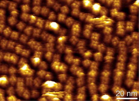 High-resolution AFM topograph of the cyclic nucleotide-regulated potassium channel MlotiK1. Each of the tetramers corresponds to a channel viewed from the cytoplasmic side. Individual protrusions correspond to individual CNB domains that protrude 3.2 ± 0.5 nm from the lipid bilayer. Image taken from Mari et al. PNAS (2011) 108, 20802–20807. Please enjoy reading this publication and view the beautiful high-resolution AFM images showing the conformational change the potassium channels undergo upon gating.