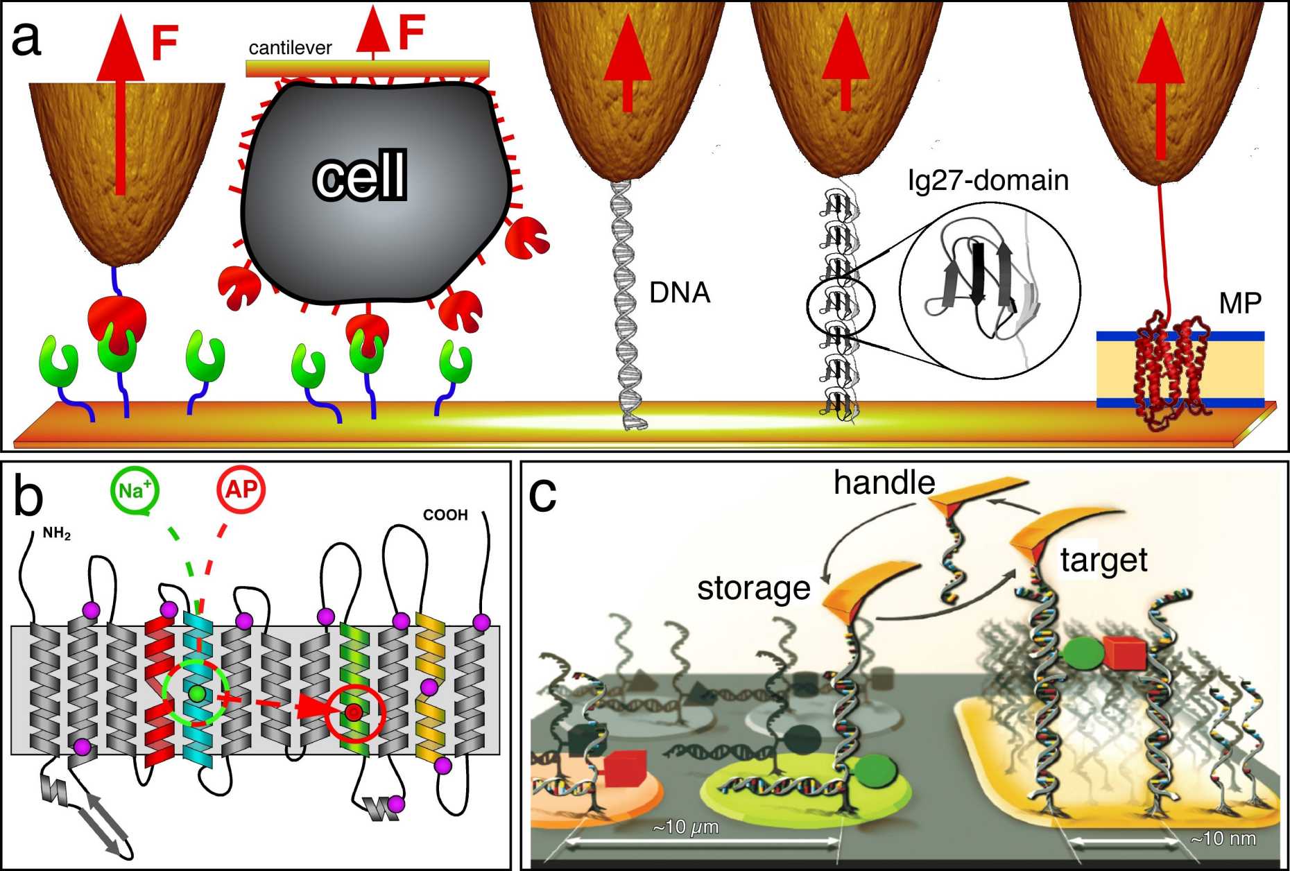 Single-molecule force spectroscopy (SMFS) for the manipulation, control and design of biological systems. (a) Measuring interaction forces F of single biomolecules by AFM. The examples shown probe ligand–receptor interactions in their isolated form (left) and embedded in the cellular environment (the AFM tip has been replaced by a biological cell); stretching of DNA; unfolding of Ig27-titin tandem constructs; and unfolding of a transmembrane protein (MP) embedded in the lipid or cellular membrane. (b) SMFS can detect and locate interactions (circles) on the teritiary structure of membrane proteins (here proton/sodium antiporter NhaA from E. coli). A ligand (sodium ion) or inhibitor (2-aminoperimidine, AP) binding to the ligand-binding site (large green circle) establishes different interactions activating (large green circle) or deactivating (large green and red circles) the antiporter. c, Single molecule cut and paste assay developed by the Group of Herman Gaub (LMU Munich) to mechanically pick up single molecules from discrete storage sites with a DNA oligomer functionalized to the AFM probe and depositing the molecules at a target site with nanoscopic precision. Figure adapted from Muller & Dufrene, Nature Nanotechnology (2008) 3, 261-269.