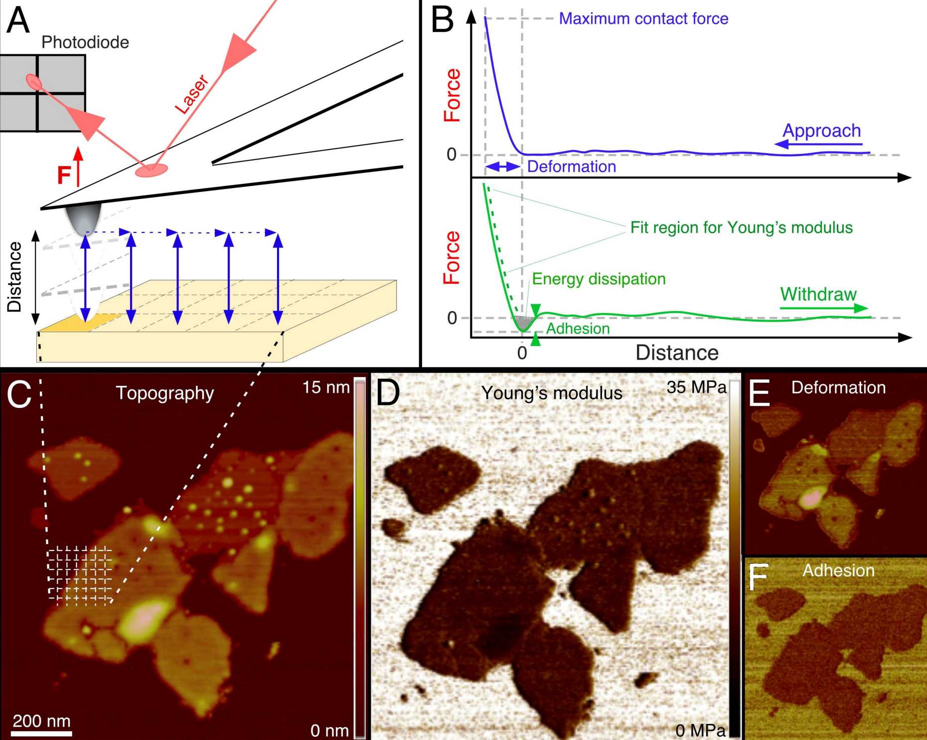 FD curve–based AFM reveals topography and quantitative maps of multiple properties of biological samples. (A)  FD-based AFM approaches the microscope tip to the sample and withdraws it in a pixel-for-pixel manner to record interaction forces F over the tip-sample distance in FD curves. The high precision of the approach allows detection of pixel sizes <1 nm2 with a positional accuracy of ~0.2 nm and forces at piconewton sensitivity. (B) Approach (blue) and withdrawal (green) FD curves. Zero indicates the contact point of tip and sample. Highlighted are some parameters that can be extracted from FD curves: distance (sample height) at maximum contact force, deformation, elasticity (Young’s modulus), energy dissipation and adhesion. (C) FD-based AFM topography and directly correlated multiparametric maps of native purple membrane adsorbed onto mica and imaged in buffer solution. Analyzing the FD curves allows extraction of the sample topography and mapping of parameters including the elasticity, deformation and adhesion. Scale bars, 200 nm. Figure adapted from Dufrene et al. Nature Methods (2015) 10, 847-854.