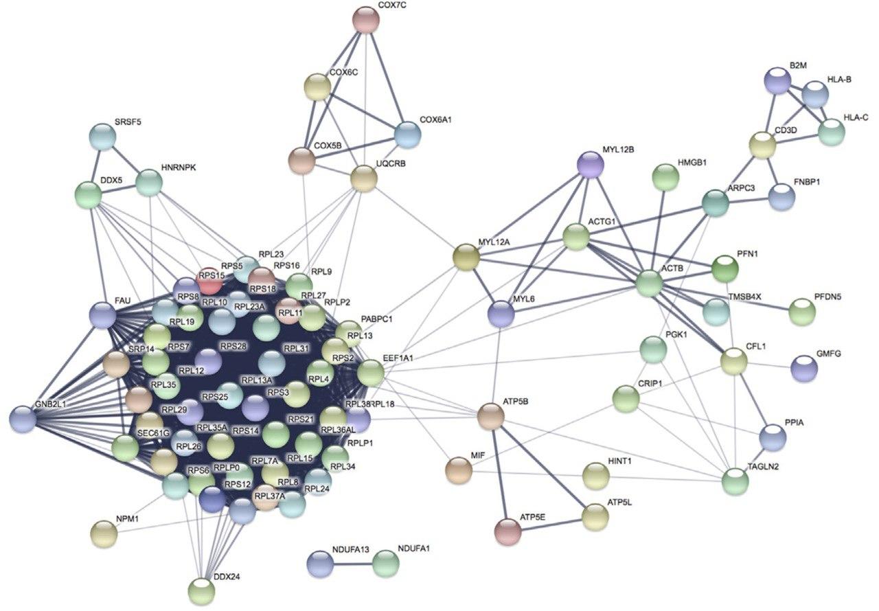Enlarged view:  Network of functional interactions among genes