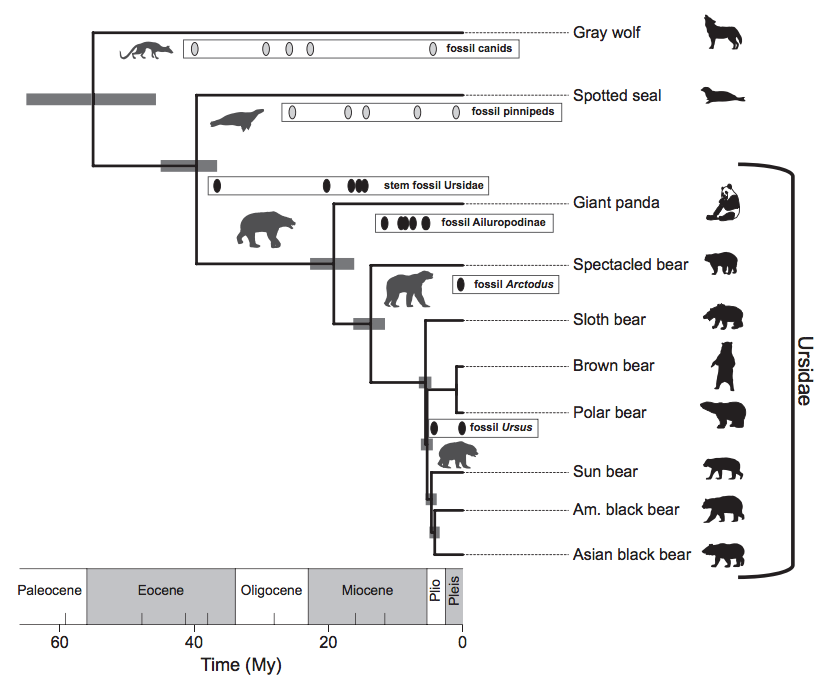 Enlarged view: Bear phylogeny