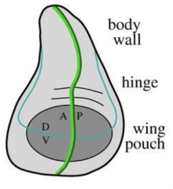 Wing Disc