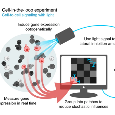 Cell in the loop experiment diagram