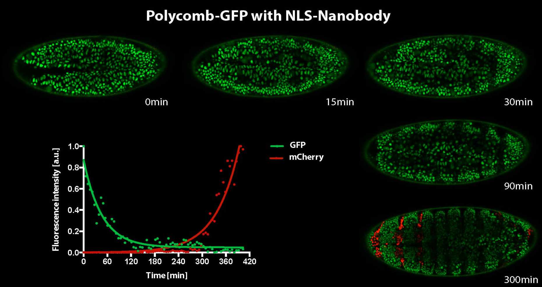 Enlarged view: Nanobody