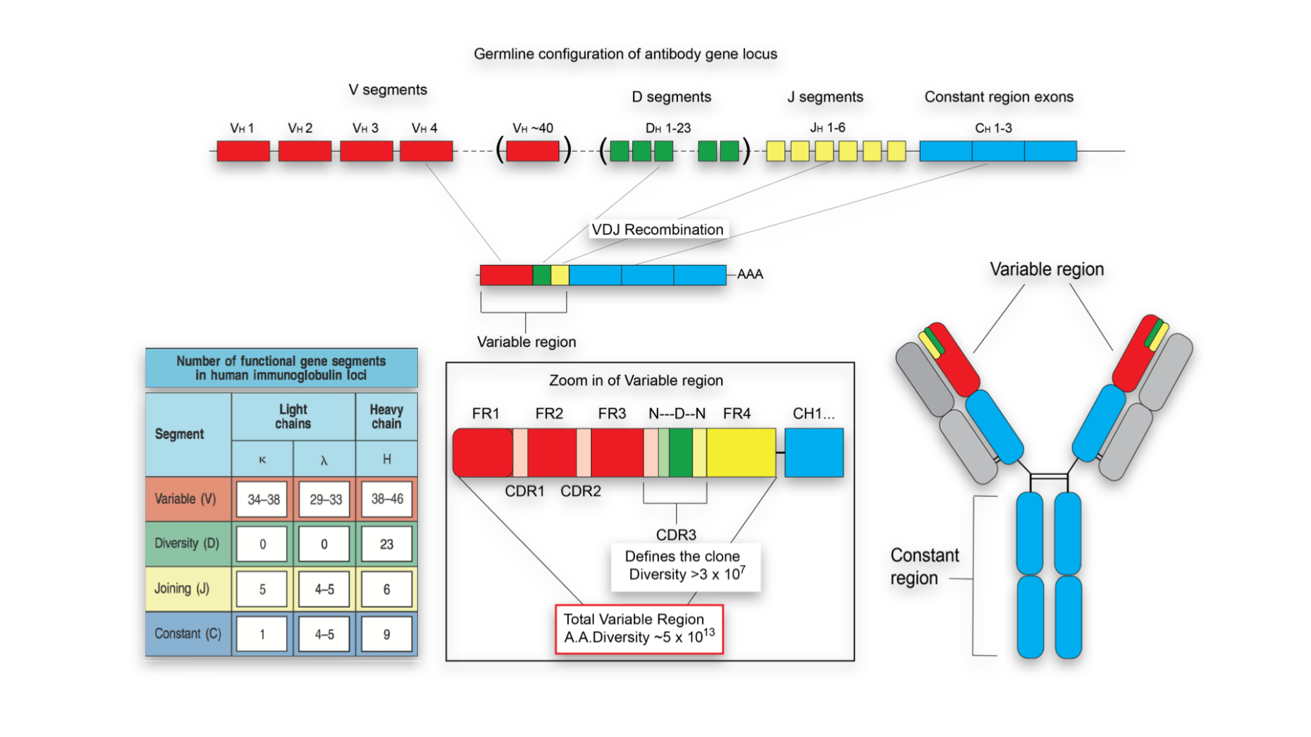 Enlarged view: Antibody Repertoire Diversity -- VDJ Recombination