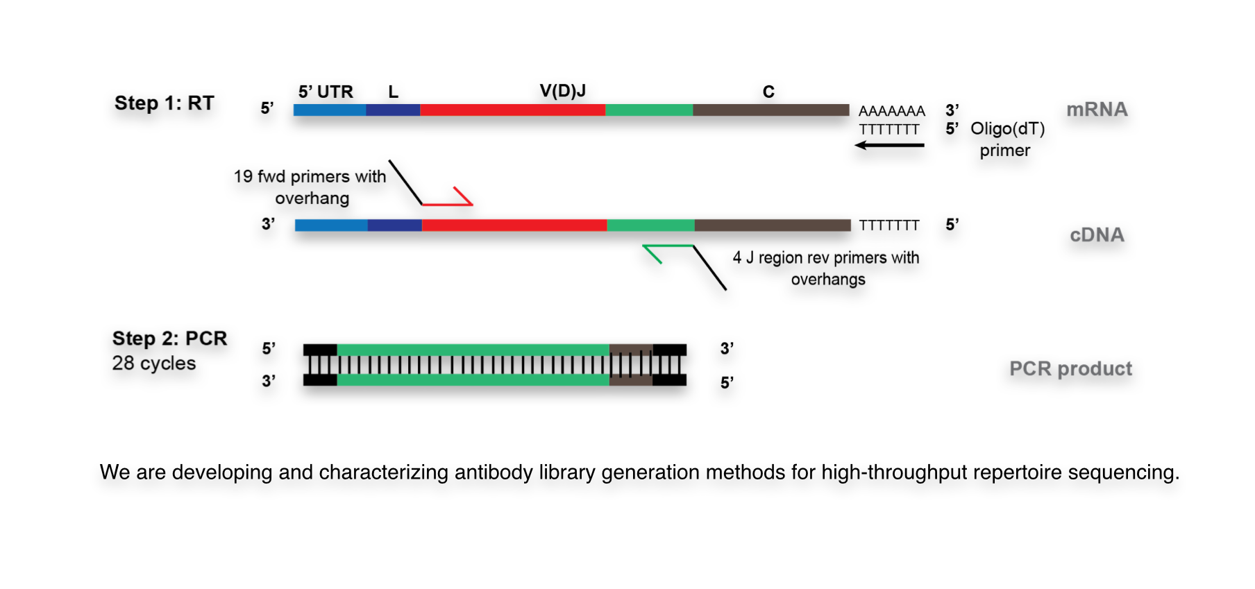 Enlarged view: High-Throughput Antibody Repertoire Sequencing