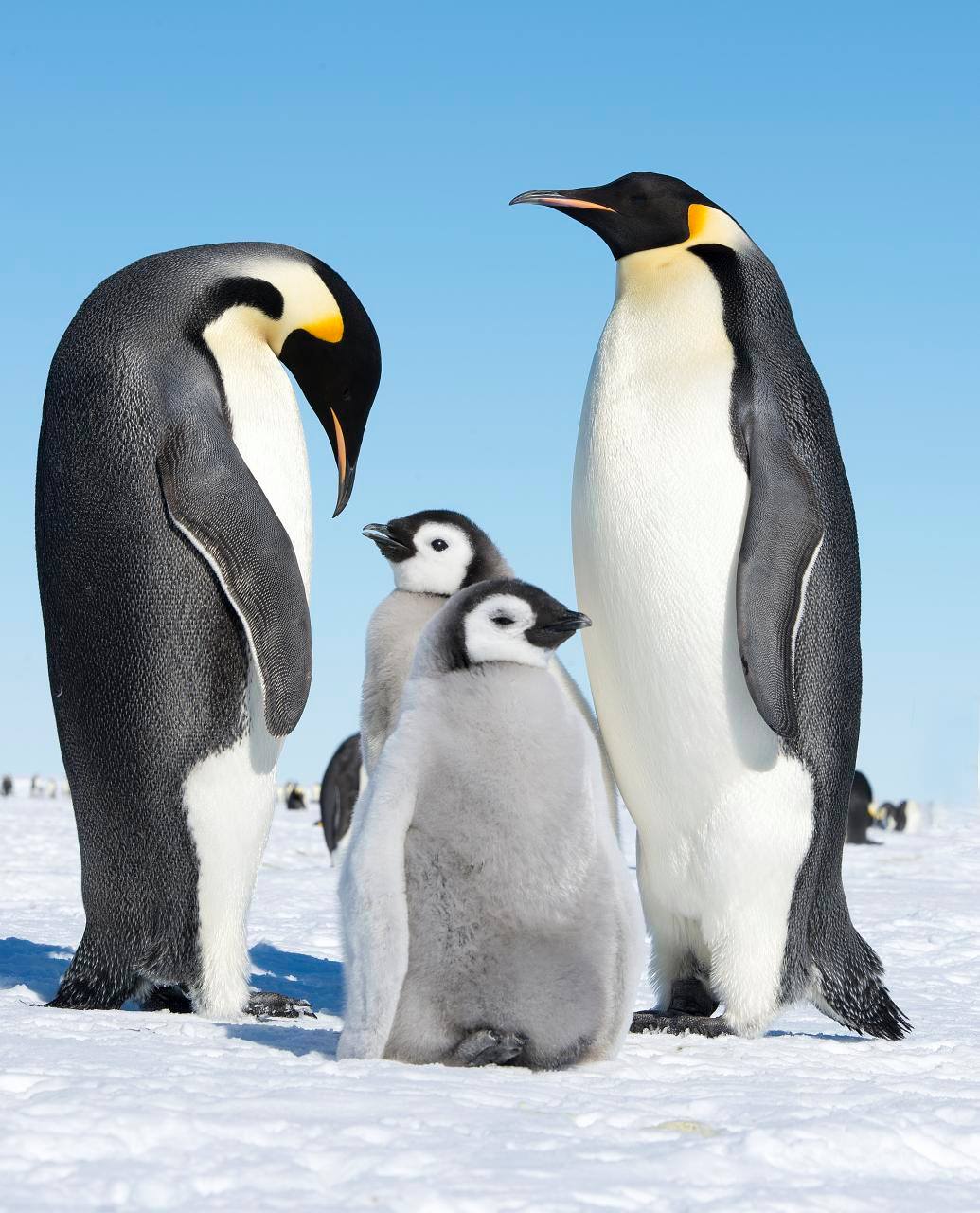 Enlarged view: Penguin Family